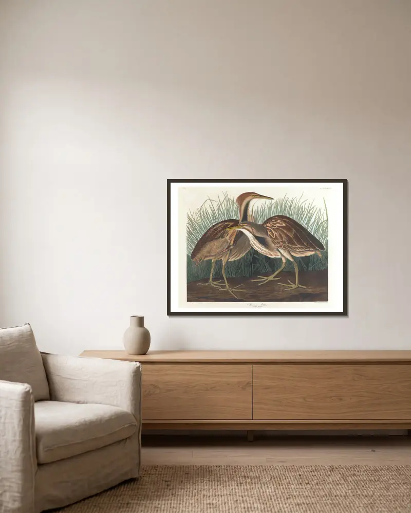 American bittern av John James Audubon inramad på en vägg