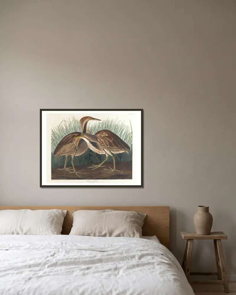 American bittern av John James Audubon inramad på en vägg