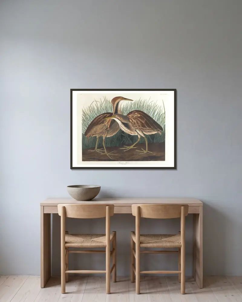 American bittern av John James Audubon inramad på en vägg