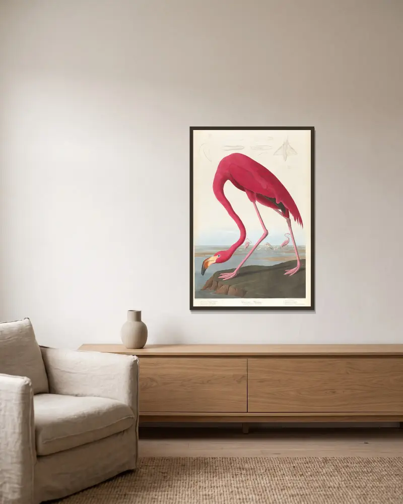 American flamingo av John James Audubon inramad på en vägg