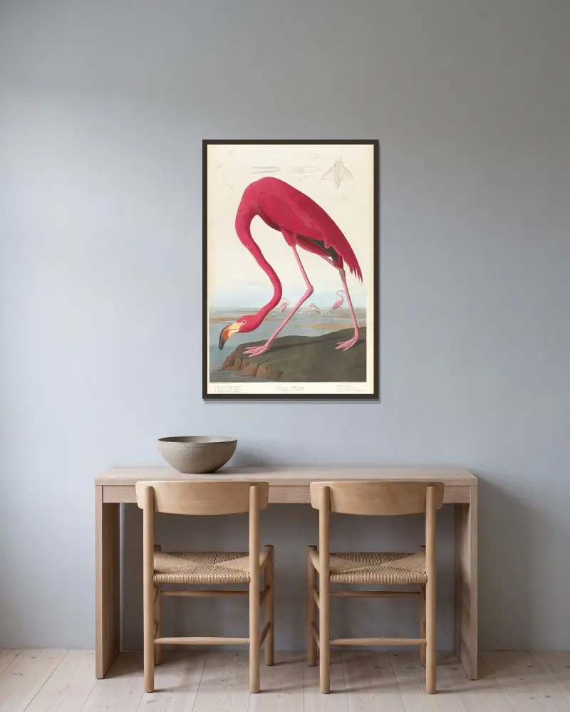 American flamingo av John James Audubon inramad på en vägg
