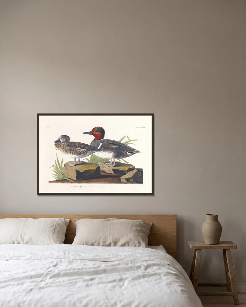 American green winged teal av John James Audubon inramad på en vägg