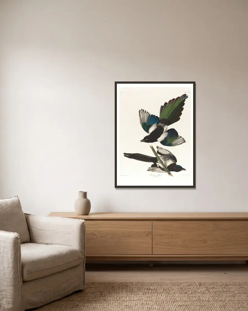 Amerikanische Elster von John James Audubon gerahmt an einer Wand