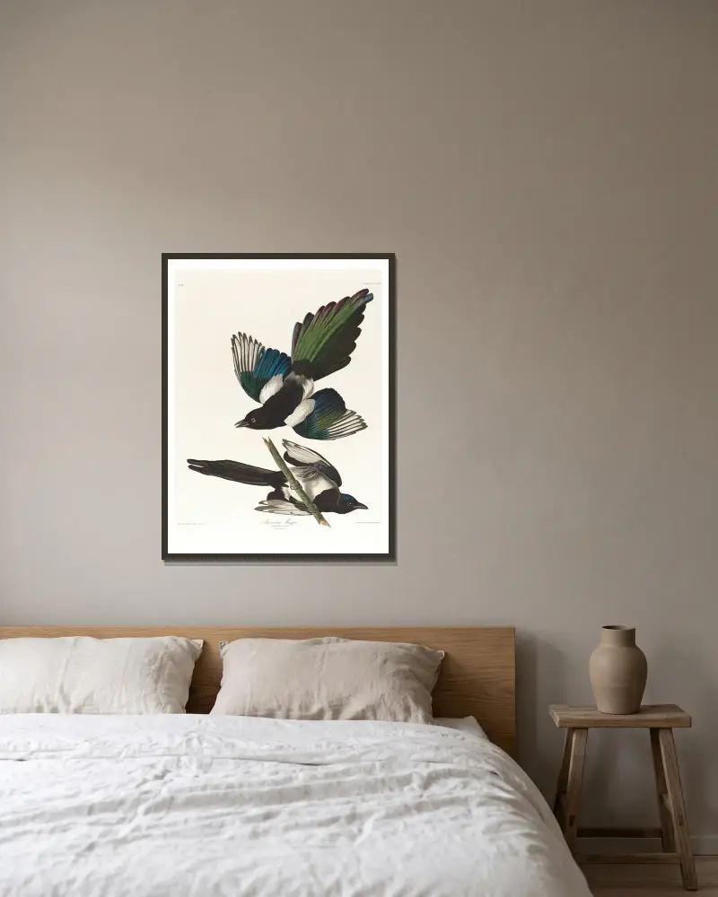 Amerikanische Elster von John James Audubon gerahmt an einer Wand