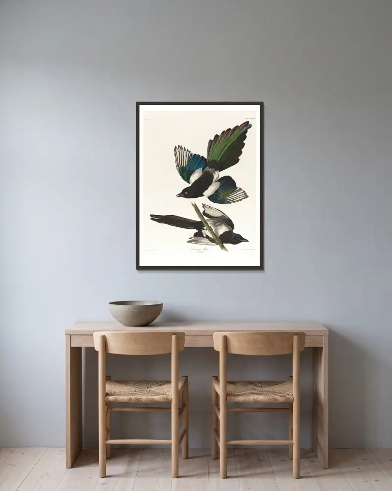 Amerikanische Elster von John James Audubon gerahmt an einer Wand
