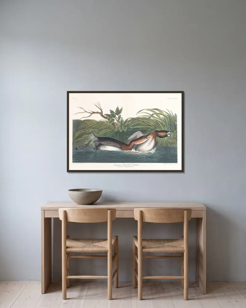 American pied-bill dobchick av John James Audubon inramad på en vägg
