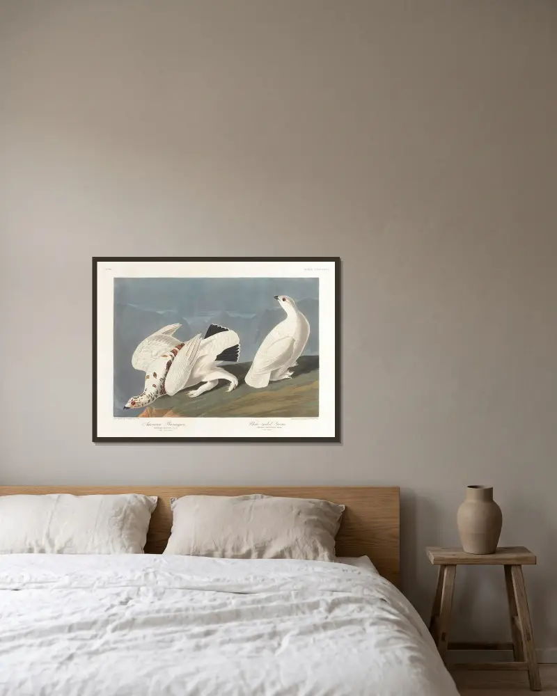 Amerikansk ripa. Vitstjärtad skogsfågel av John James Audubon inramad på en vägg