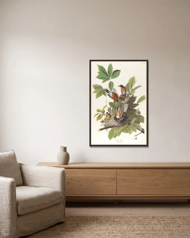 American robin av John James Audubon inramad på en vägg