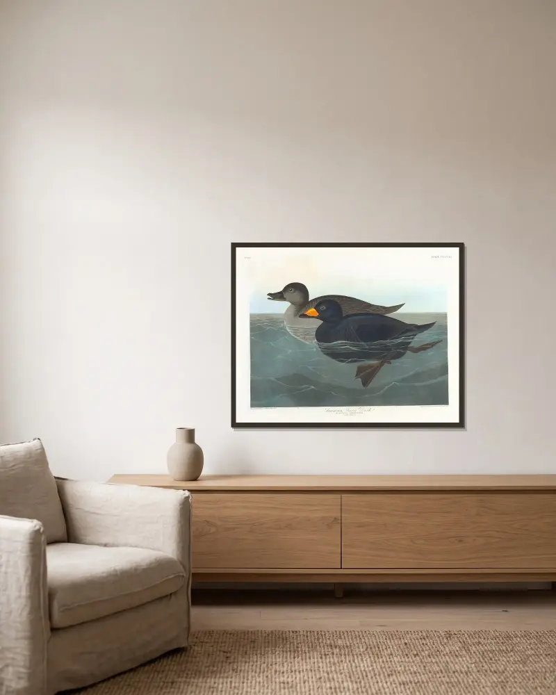 Amerikanische Trauerente von John James Audubon gerahmt an einer Wand