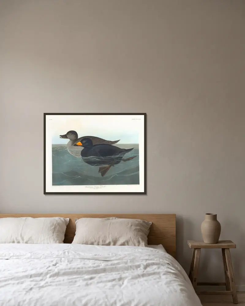 Amerikanische Trauerente von John James Audubon gerahmt an einer Wand