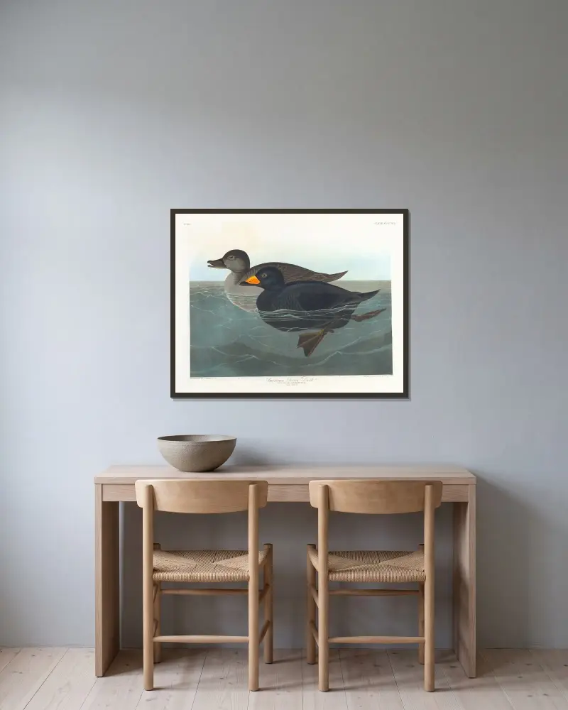 Amerikanische Trauerente von John James Audubon gerahmt an einer Wand