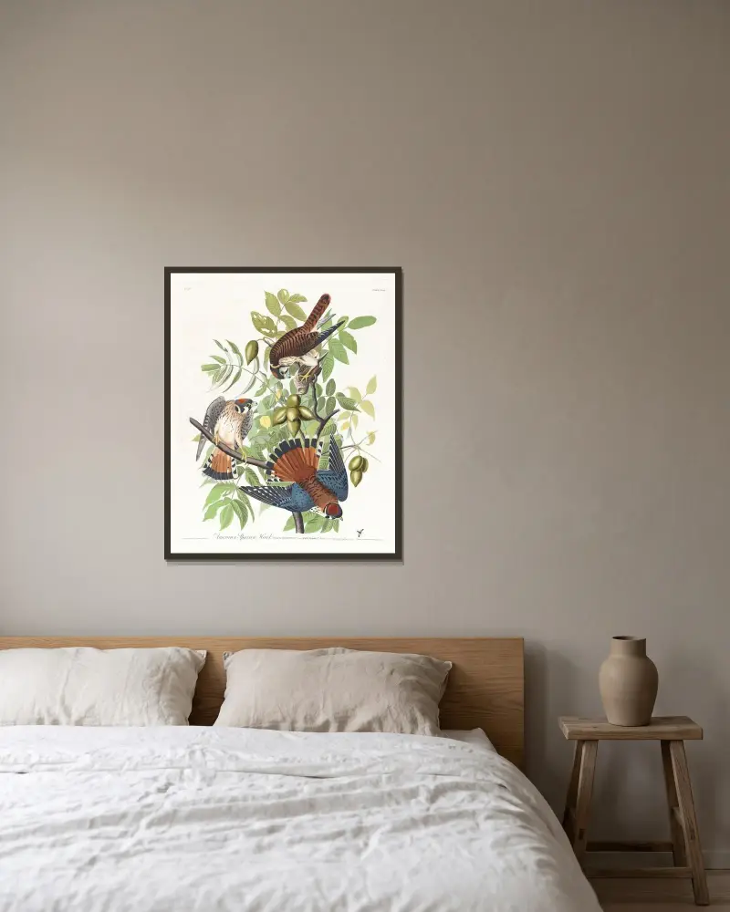 Amerikanischer Sperber von John James Audubon gerahmt an einer Wand