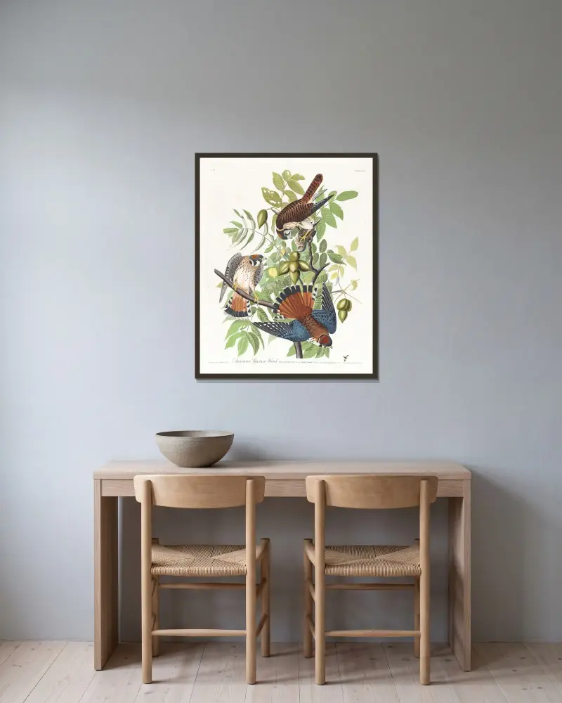 Amerikanischer Sperber von John James Audubon gerahmt an einer Wand