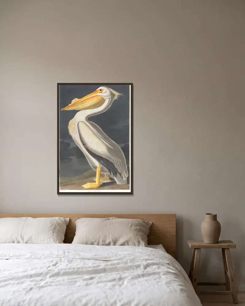 Amerikanischer Weißer Pelikan von John James Audubon gerahmt an einer Wand