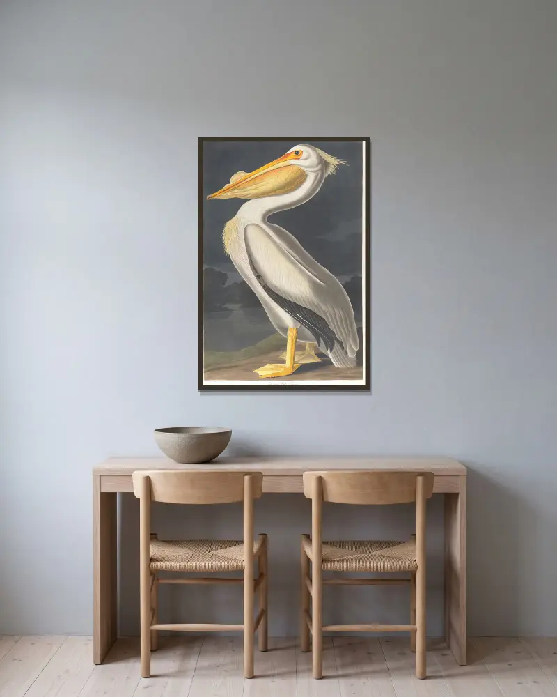 Amerikanischer Weißer Pelikan von John James Audubon gerahmt an einer Wand
