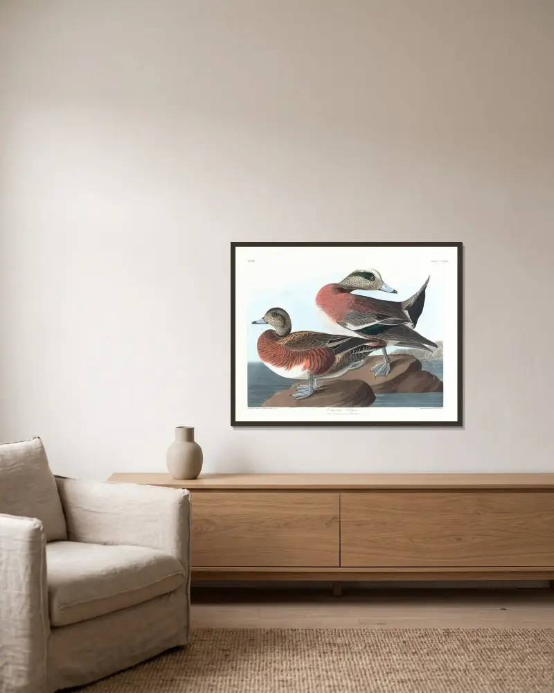 Amerikanische Pfeifente von John James Audubon gerahmt an einer Wand