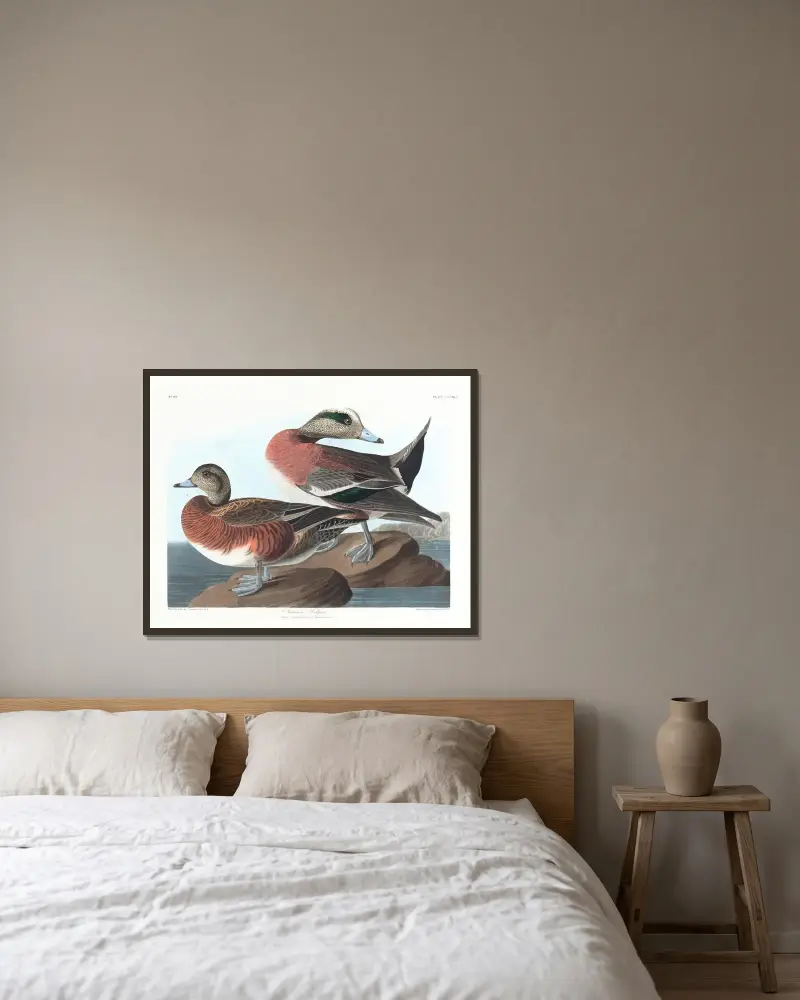 Amerikanische Pfeifente von John James Audubon gerahmt an einer Wand