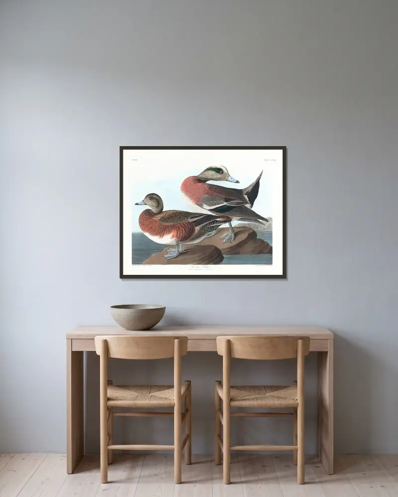 Amerikanische Pfeifente von John James Audubon gerahmt an einer Wand