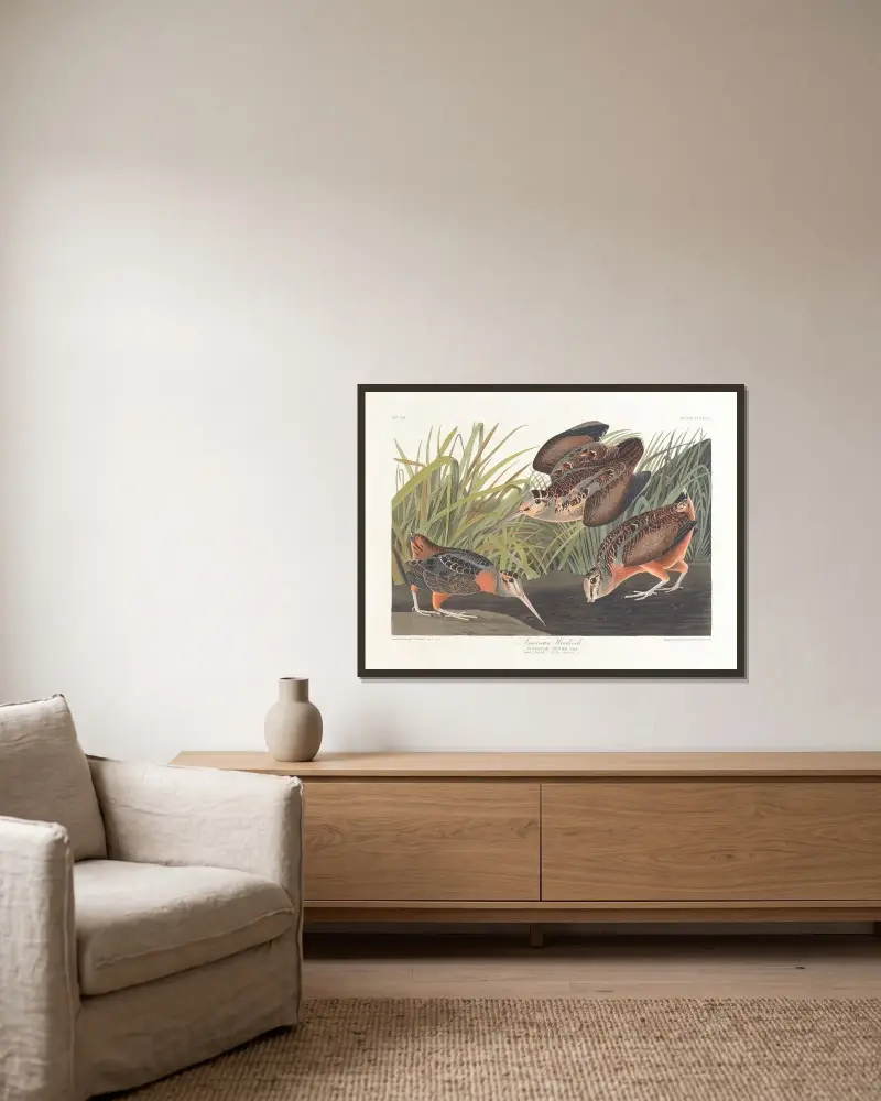 American woodcock av John James Audubon inramad på en vägg
