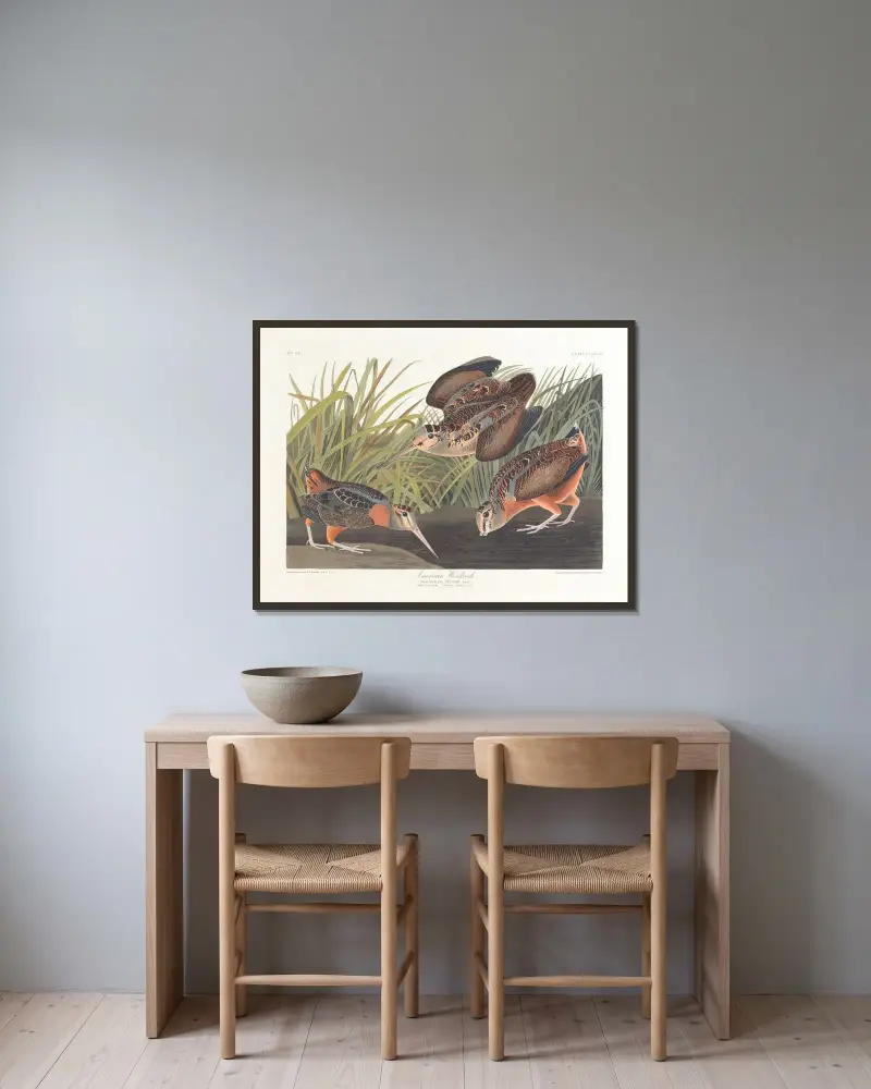 American woodcock av John James Audubon inramad på en vägg