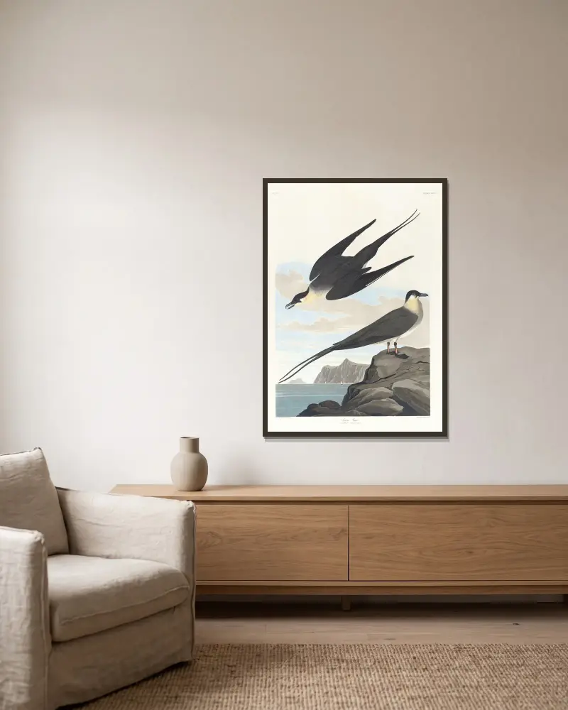 Arctic yager av John James Audubon inramad på en vägg
