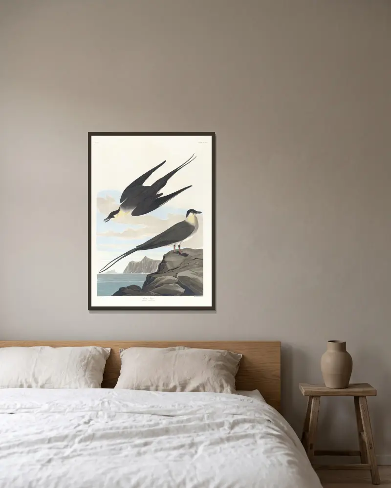 Arctic yager av John James Audubon inramad på en vägg