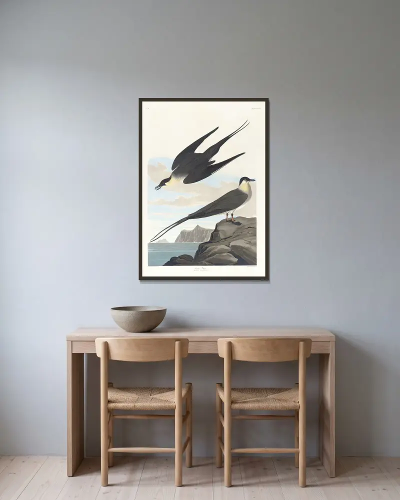 Arctic yager av John James Audubon inramad på en vägg