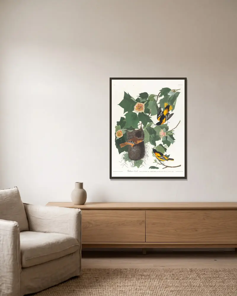 Baltimoretrupial von John James Audubon gerahmt an einer Wand