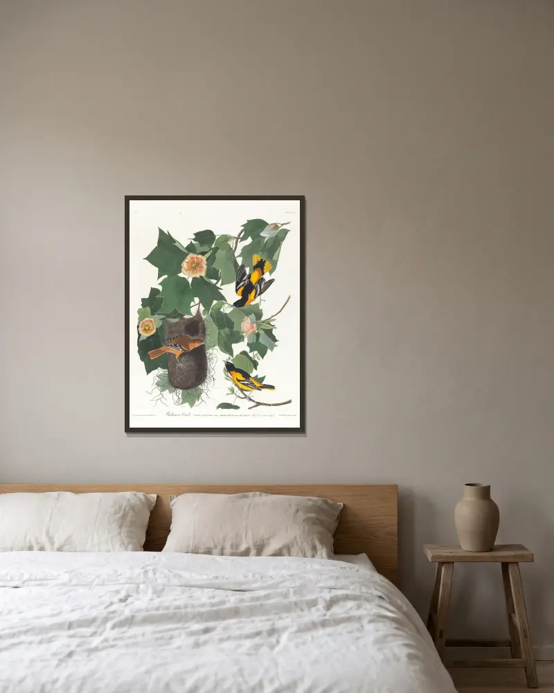 Baltimoretrupial von John James Audubon gerahmt an einer Wand