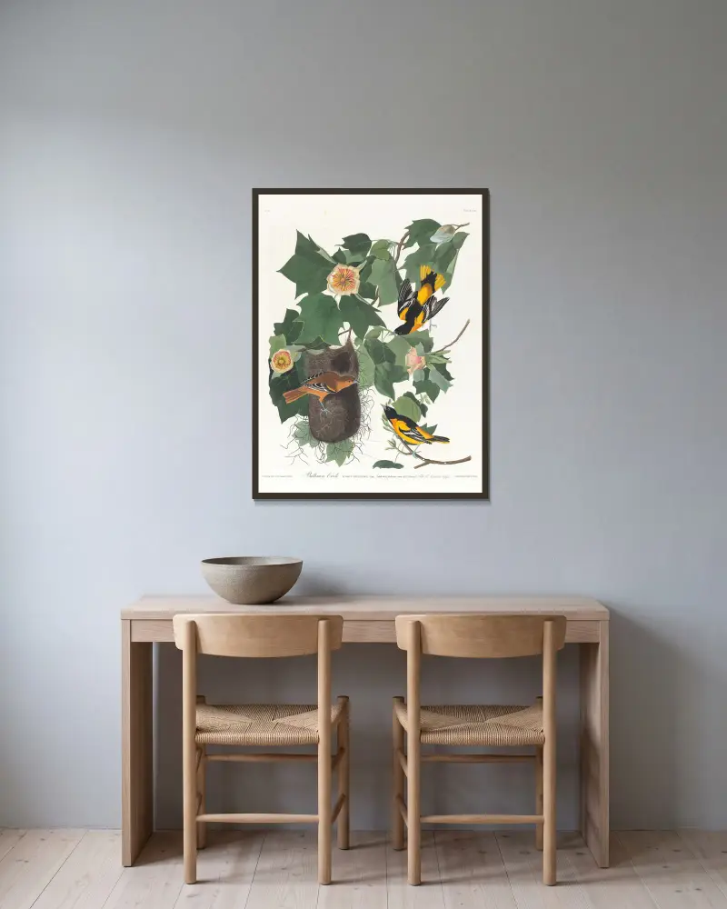 Baltimoretrupial von John James Audubon gerahmt an einer Wand