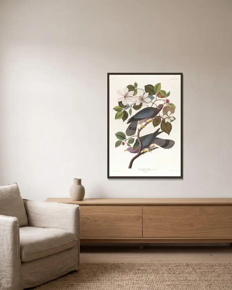 Band-tailed pigeon av John James Audubon inramad på en vägg