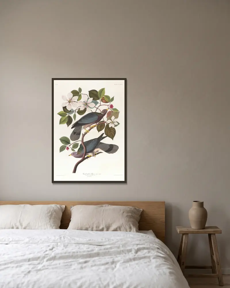 Band-tailed pigeon av John James Audubon inramad på en vägg