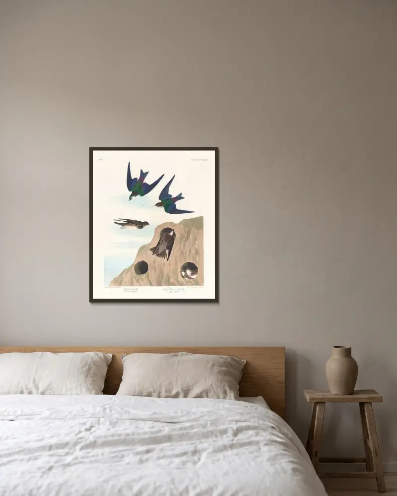 Bank swallow. Violet-green swallow av John James Audubon inramad på en vägg
