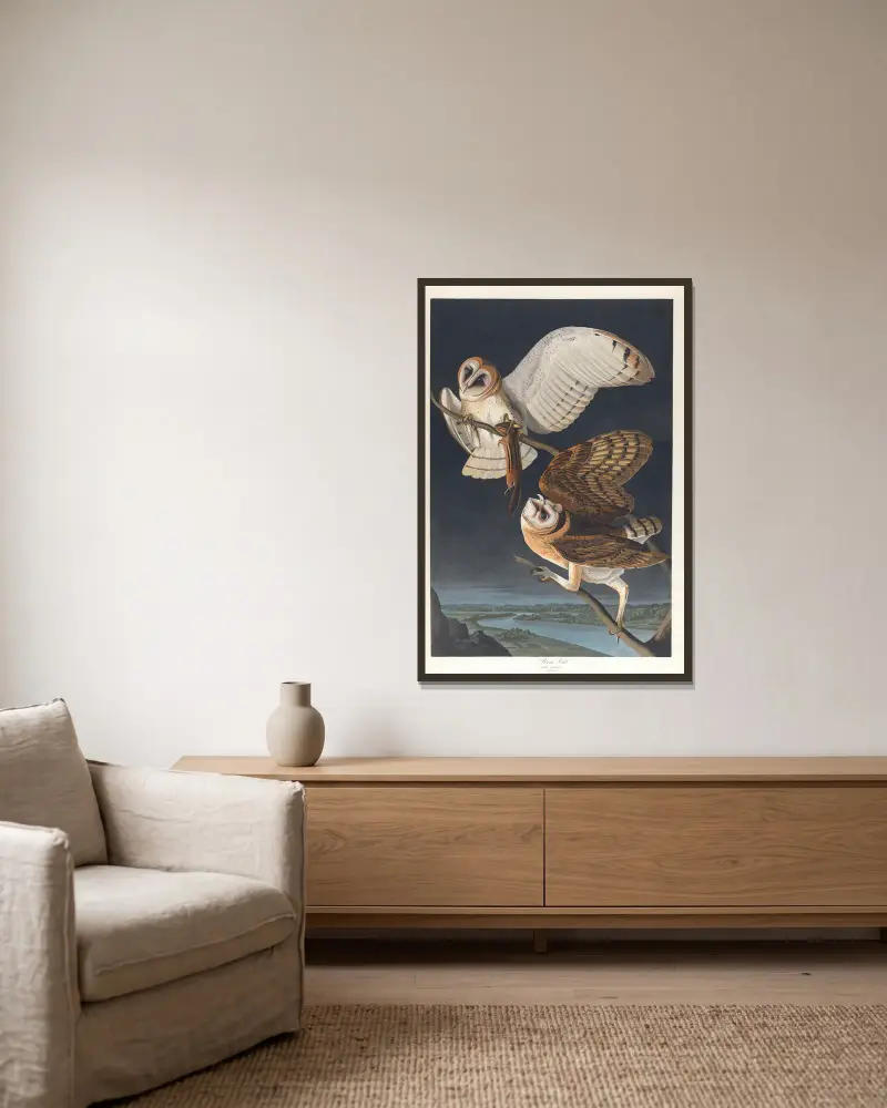 Schleiereule von John James Audubon gerahmt an einer Wand