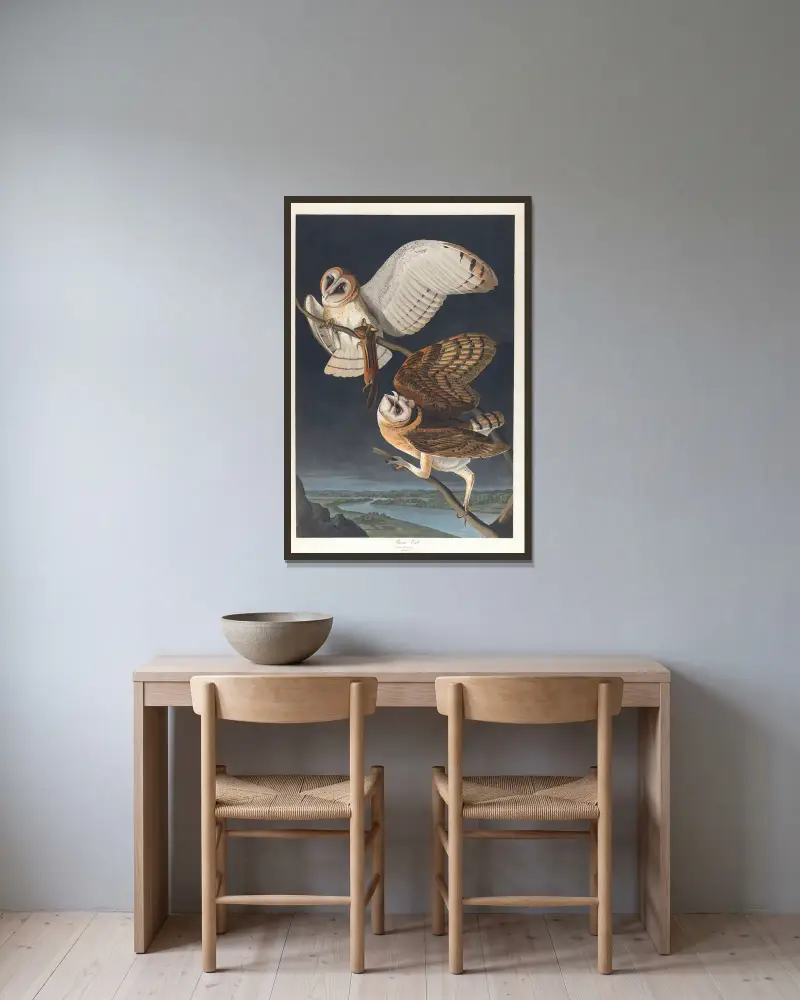 Schleiereule von John James Audubon gerahmt an einer Wand