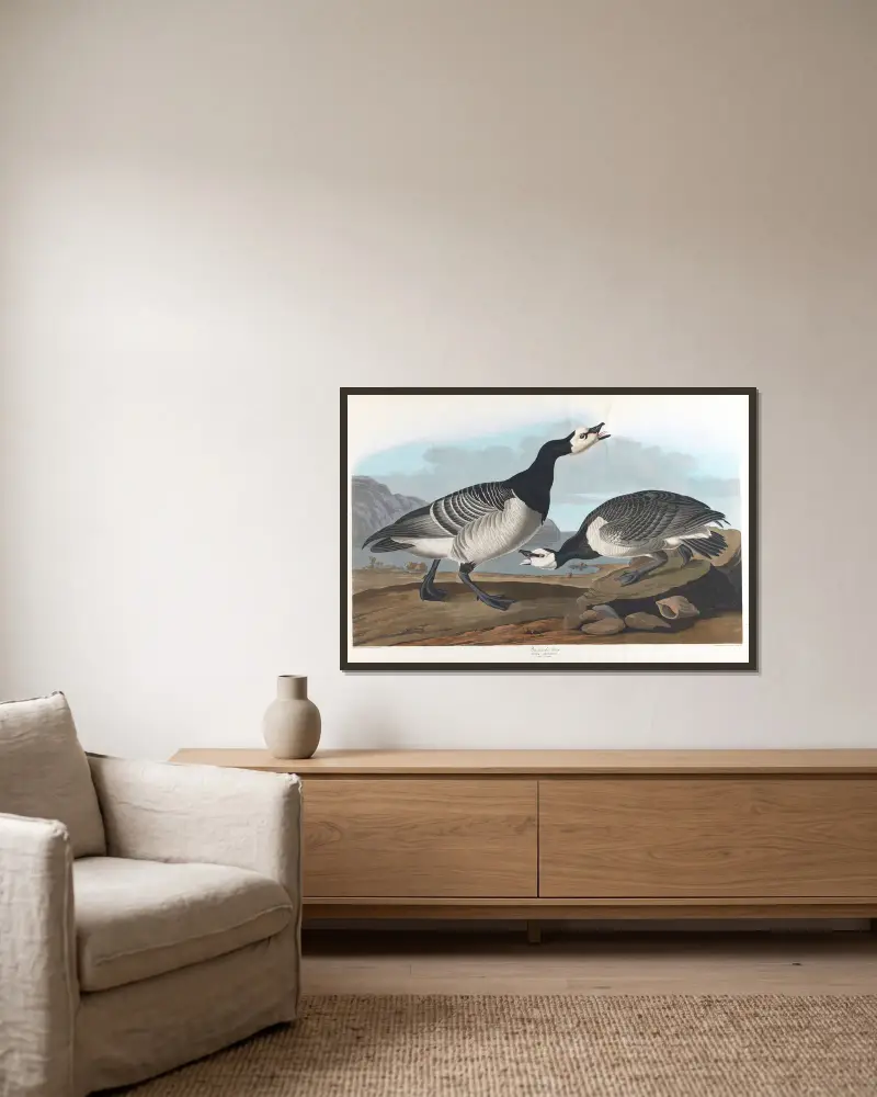 Weißwangengans, 1827 – Nr. 1 von John James Audubon gerahmt an einer Wand