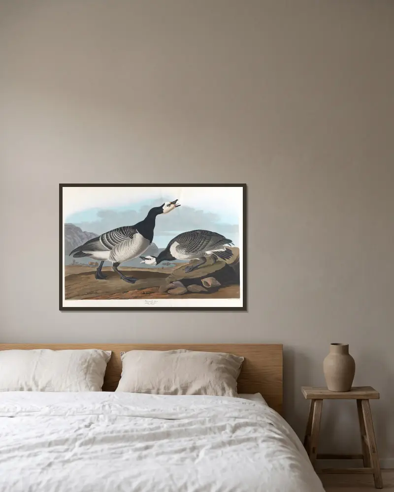 Weißwangengans, 1827 – Nr. 1 von John James Audubon gerahmt an einer Wand