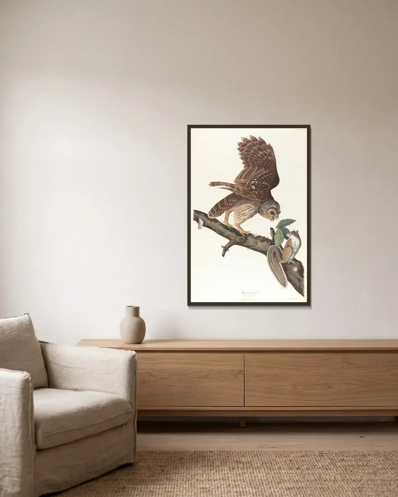 Sperbereule von John James Audubon gerahmt an einer Wand
