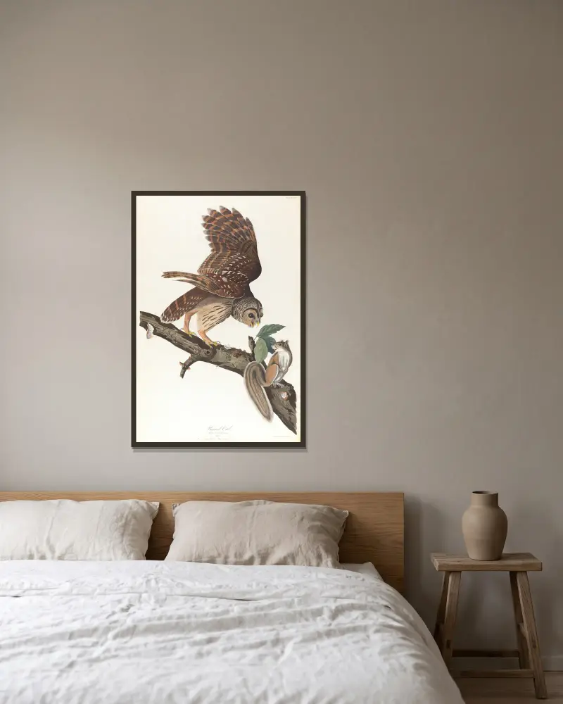 Sperbereule von John James Audubon gerahmt an einer Wand