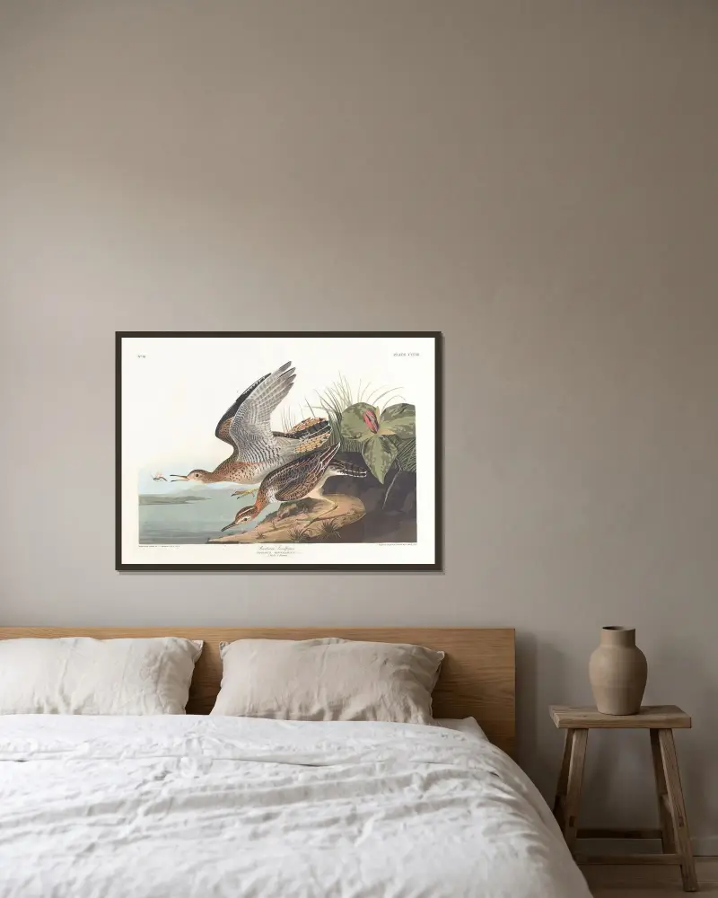 Bartram sandpiper av John James Audubon inramad på en vägg