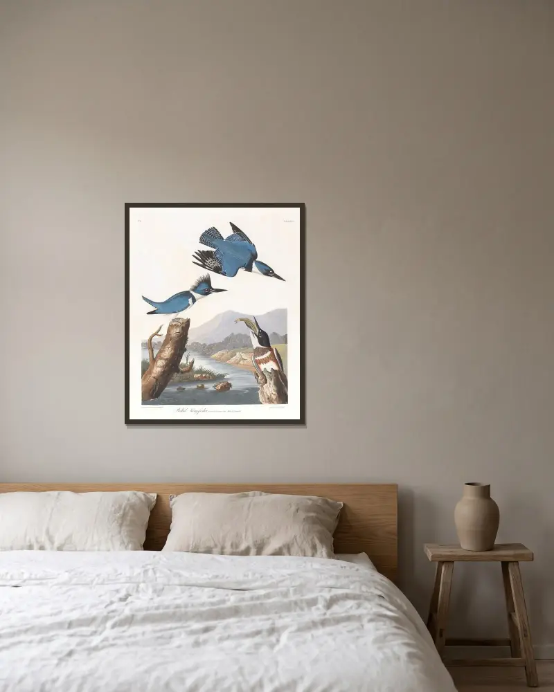 Bältfiskare av John James Audubon inramad på en vägg