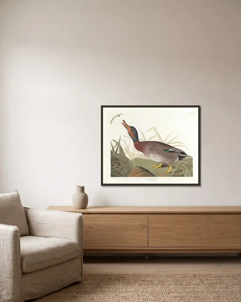 Bemaculated duck von John James Audubon gerahmt an einer Wand