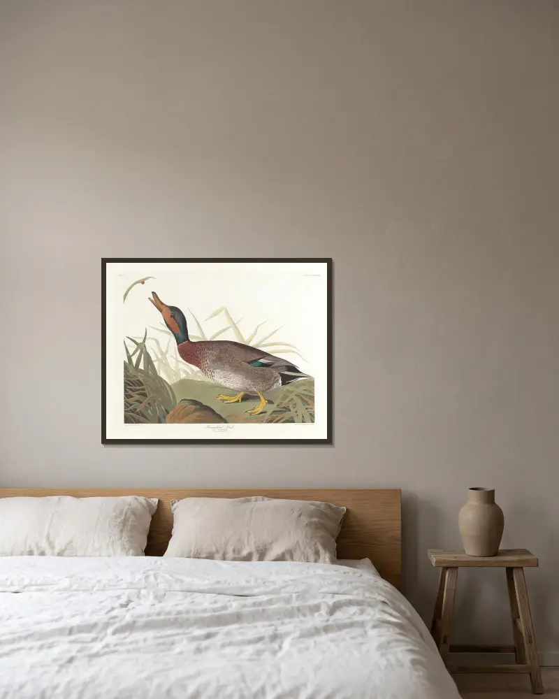 Bemaculated duck von John James Audubon gerahmt an einer Wand