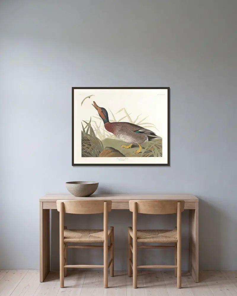 Bemaculated duck von John James Audubon gerahmt an einer Wand