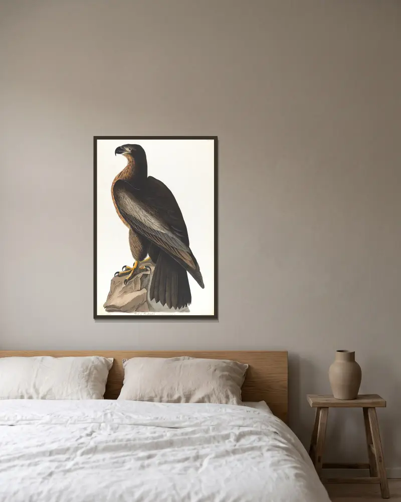 Bird of Washington av John James Audubon inramad på en vägg