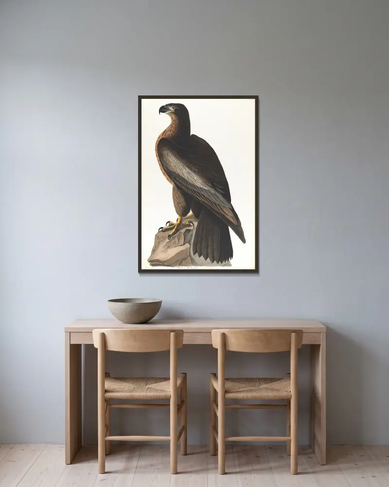 Bird of Washington av John James Audubon inramad på en vägg