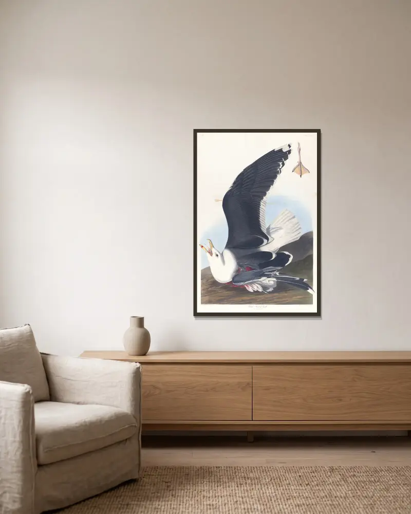 Schwarzrückenmöwe von John James Audubon gerahmt an einer Wand