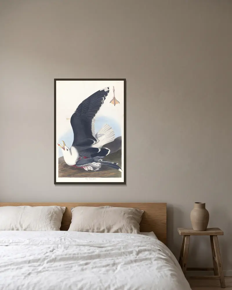 Schwarzrückenmöwe von John James Audubon gerahmt an einer Wand
