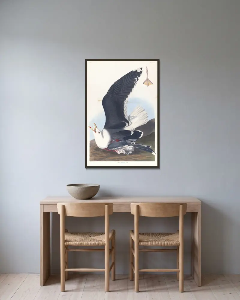 Schwarzrückenmöwe von John James Audubon gerahmt an einer Wand