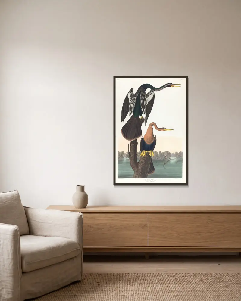 Darter czarnobrzuchy, John James Audubon w ramie na ścianie